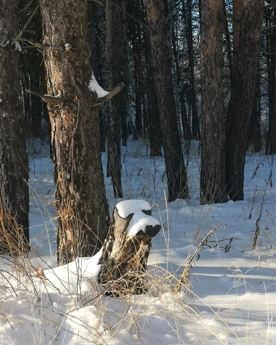 eipatov in LOOKY. . Словно пёс, ждущий в...