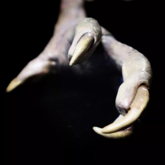 teinalien в LOOKY. #моделайт,#скульптура,#куринаялапа,#sculpture,#chicken,#chickensculpture,#acrylic. Это, собсна, модель ...