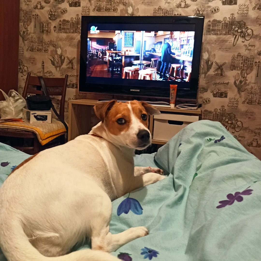 jessi_e_jackrussell в LOOKY — А не пора ли нам баиньки 💤

#джекионитакие🐕 #джекрасселтер