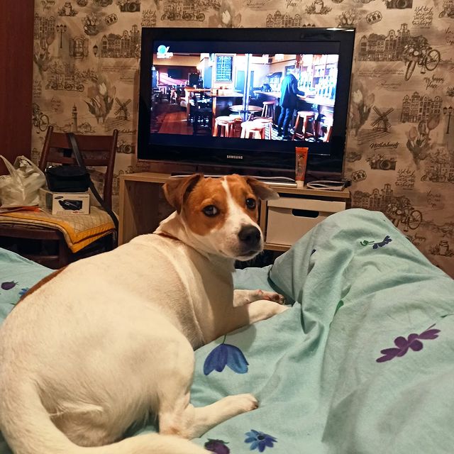 jessi_e_jackrussell в LOOKY. #джекионитакие🐕,#джекрасселтерьер,#джекрассел. А не пора ли нам баи...