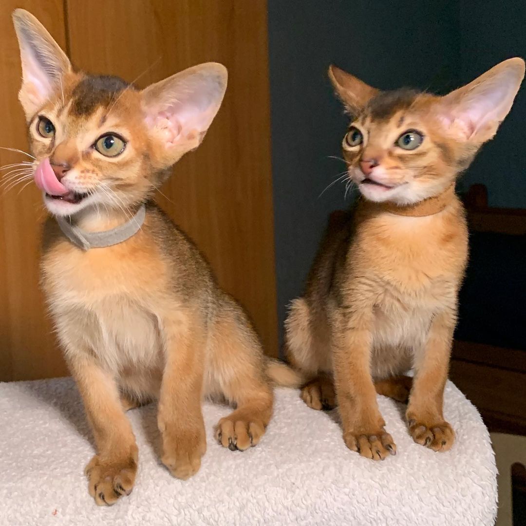 leo_minor_aby_cattery_cfa в LOOKY — фото 2