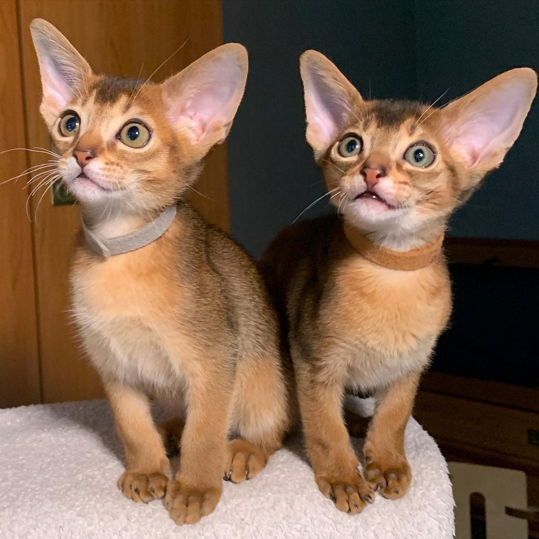 leo_minor_aby_cattery_cfa в LOOKY — фото 3
