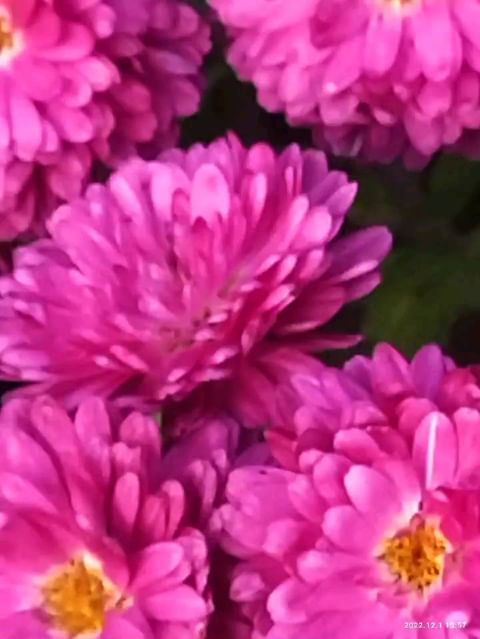 natali_multiflora в LOOKY. #хризантемамультифлора,#осеньнаюге,#краскиосени,#краснодар,#всаду,#волгоград,#адлер,#рязань,#новосибирск,#черенки,#черенкипочтой. #хризантемамультифло...