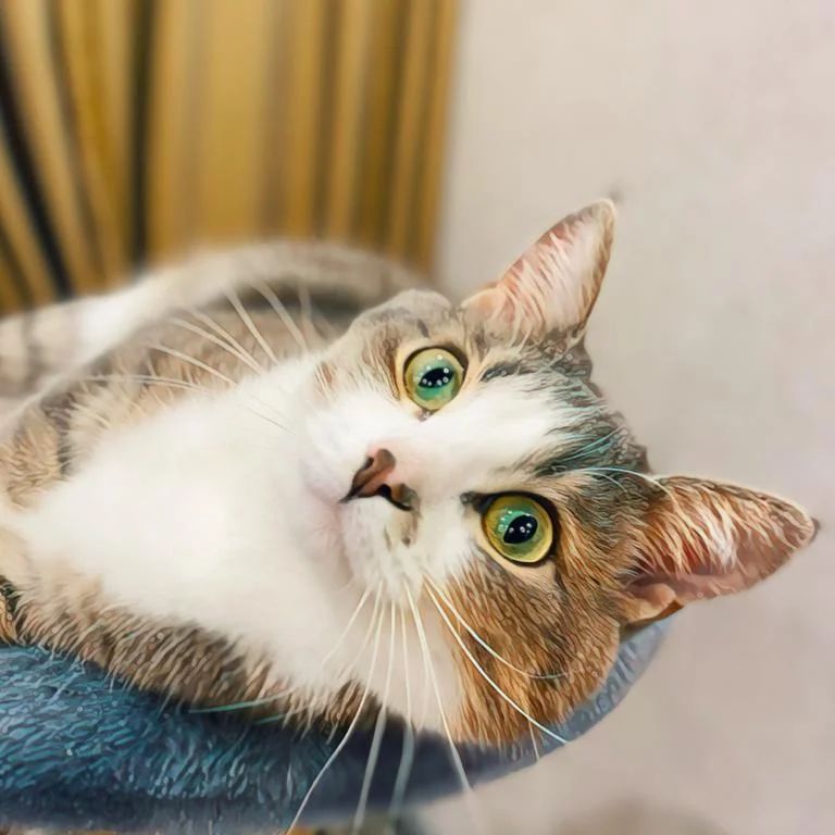 it.kotik в LOOKY — Привет, друзья! Помните меня? 
#коттихон #кошки #животные #к