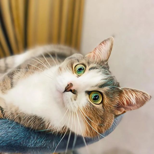 it.kotik в LOOKY. #коттихон,#кошки,#животные,#котограм,#мойкоть,#petstagram. Привет, друзья! Помн...