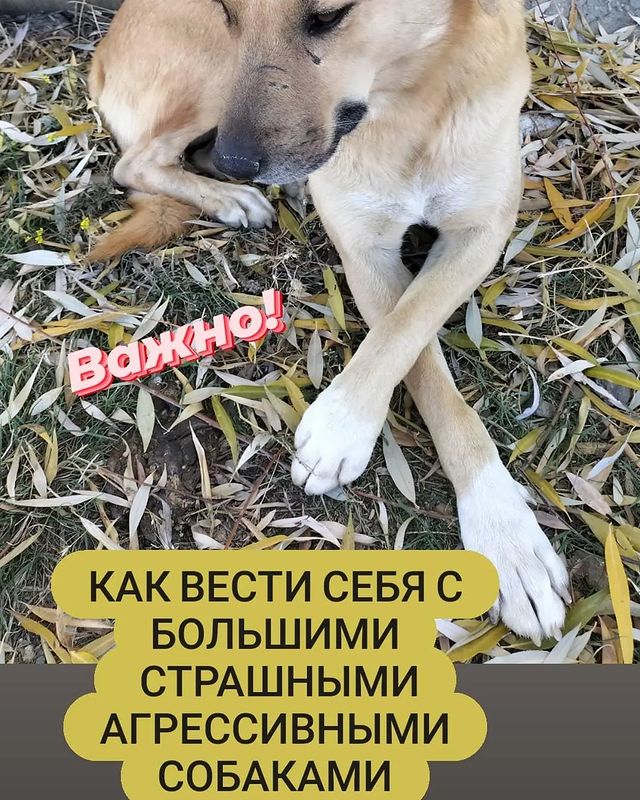 tropikanka.eko в LOOKY. #собака,#укусиласобака,#злаясобака,#осторожно,#охрана,#страх,#лай,#злюкакусака,#агрессивныцпёс,#бешенство,#паникер,#смерть,#авария,#уличныесобаки. Этот пост очень важе...
