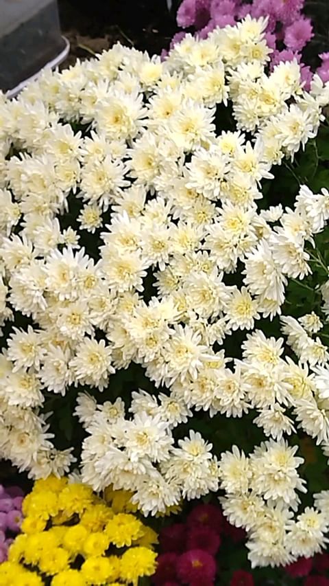 natali_multiflora в LOOKY. #хризантемамультифлора,#шаровиднаяхризантема,#осеньнаюге,#адлер,#садвцветах,#всаду,#волгоград,#краскиосени,#сочи,#рязань,#ростов,#тула,#московскаяобласть,#черенкипочтой. #хризантемамультифло...