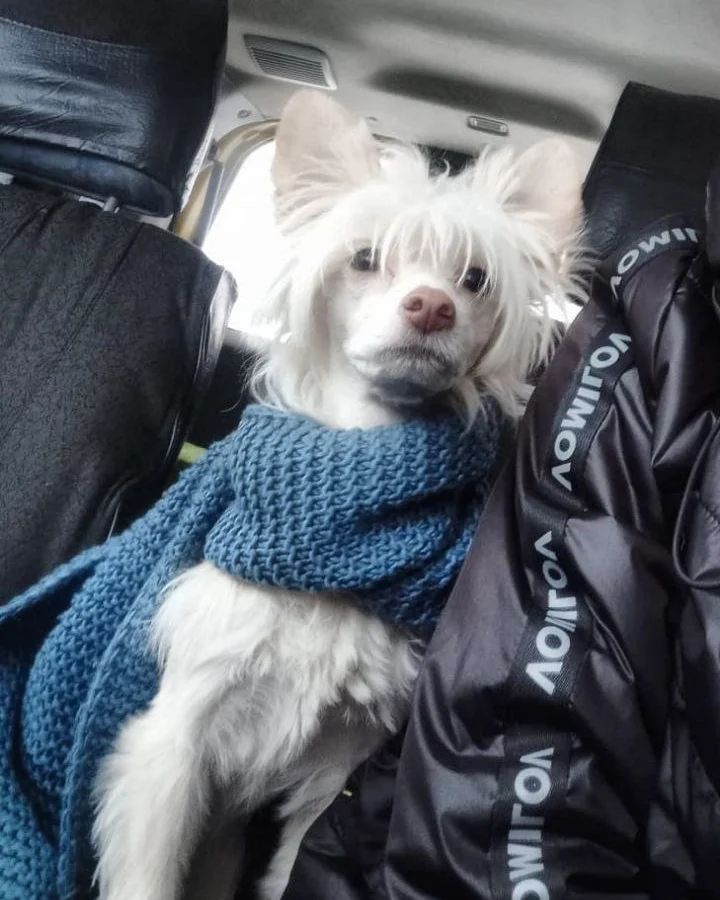 gotfry в LOOKY. . ❤️🐕