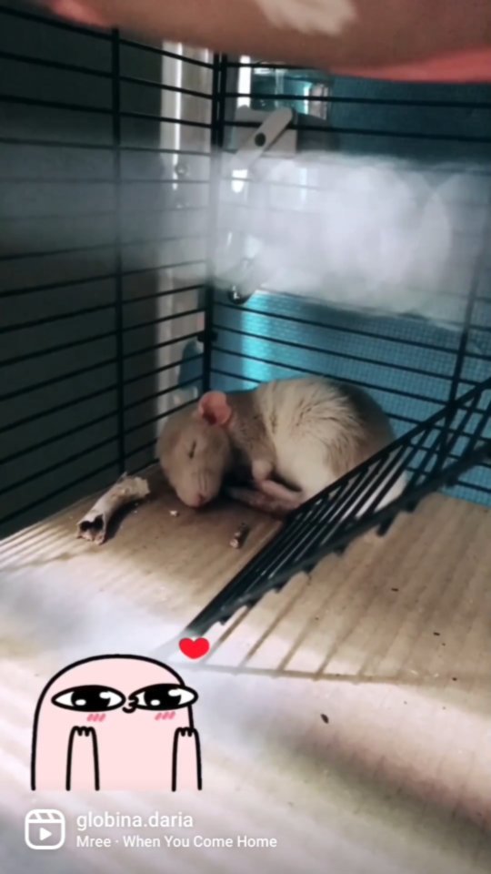 darushckaa в LOOKY. #rats,#крысота,#крысомания. Ла́тте #rats #крысот...
