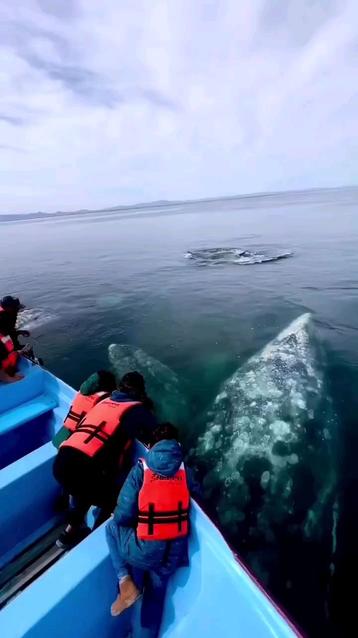 dino_selimi в LOOKY. #whale,#beautiful,#watching,#share. #whale  #beautiful  ...