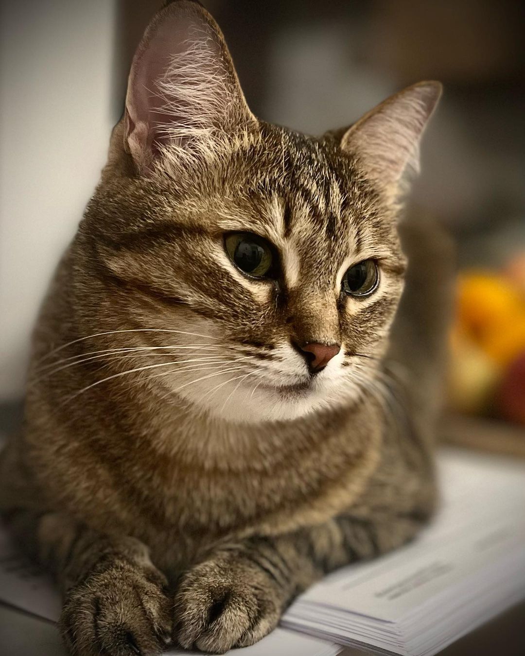 dusya.fedorovna в LOOKY — Портрет 😻