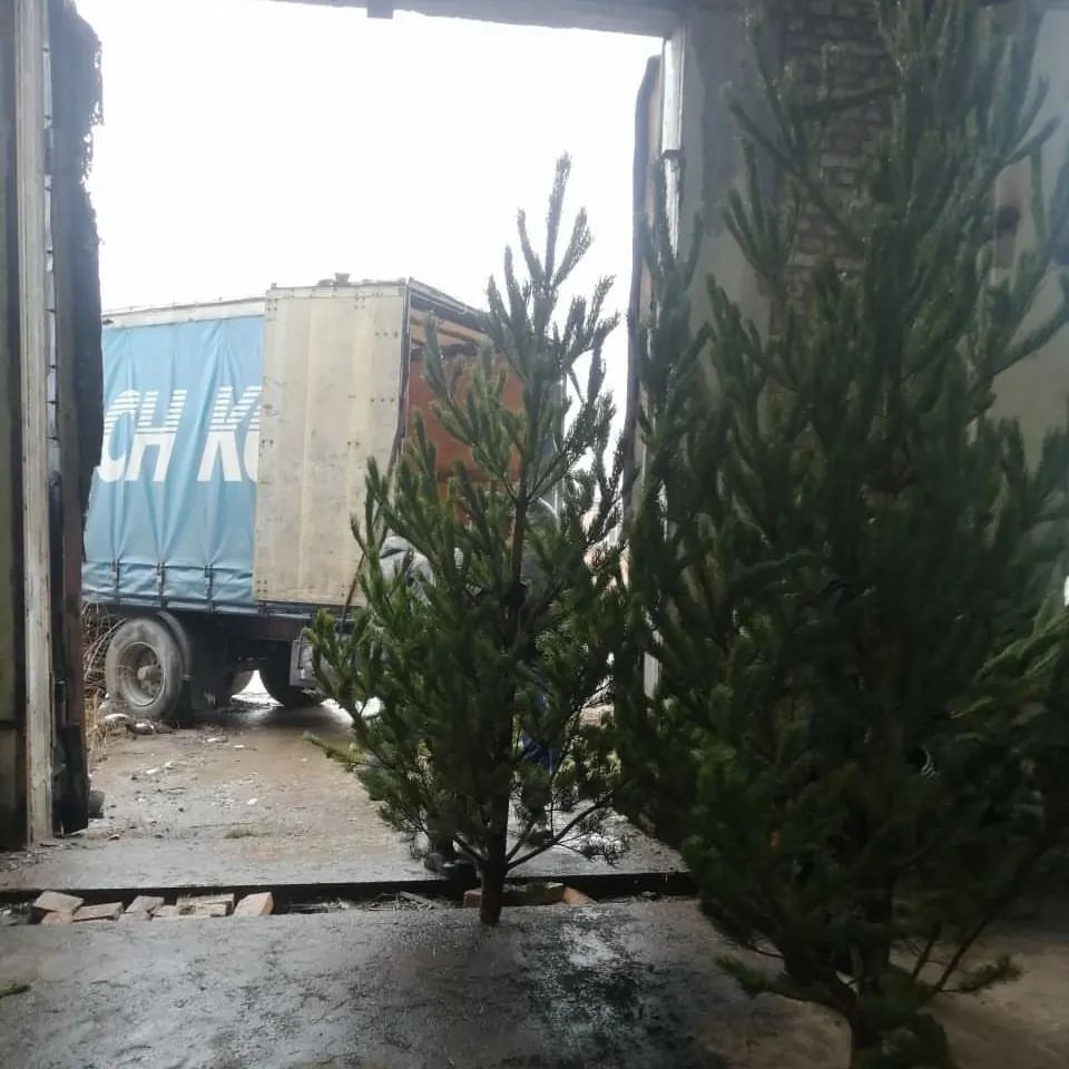 СОСНА НОВОГОДНЯЯ 🎄🎄🎄
В ПРОДАЖЕ С 12.12
ОТ 400 РУБЛЕЙ
ПО АДРЕСУ СУВОРОВА 14
ПО ВОПРОСАМ ОБРАЩАТЬСЯ В ЛС📲