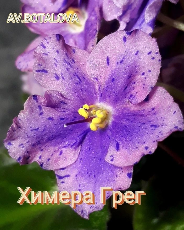 b4v__beautifully в LOOKY — #фиалка#узамбарская#сортовая#химера