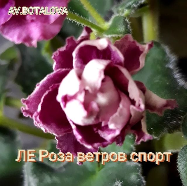 b4v__beautifully в LOOKY. #фиалка#узамбарская#сортовая. #фиалка#узамбарская#...