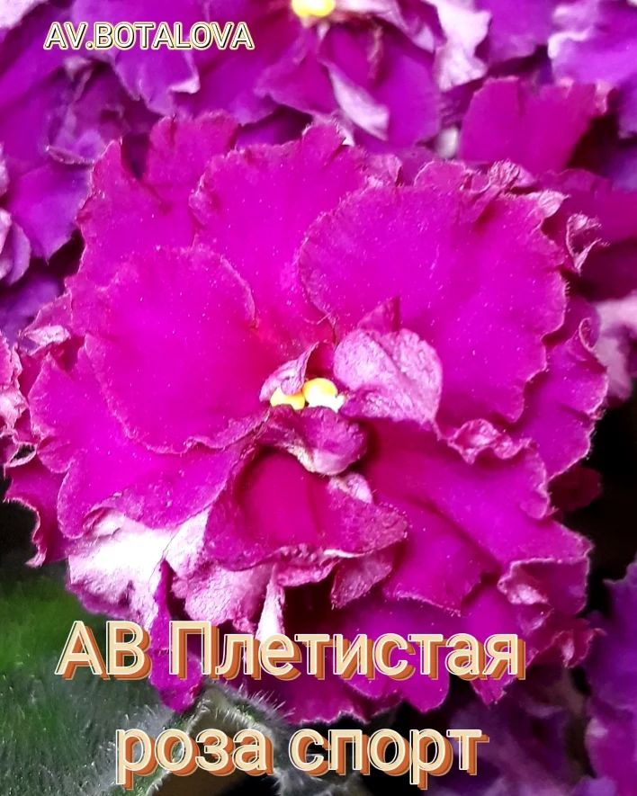b4v__beautifully в LOOKY — #фиалка#узамбарская#сортовая