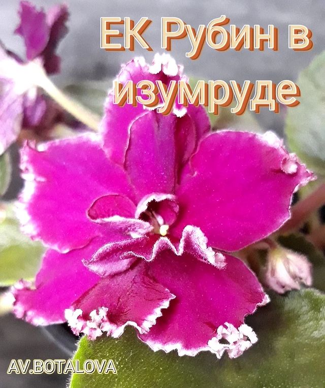 b4v__beautifully в LOOKY. #фиалка#узамбарская#сортовая. #фиалка#узамбарская#...