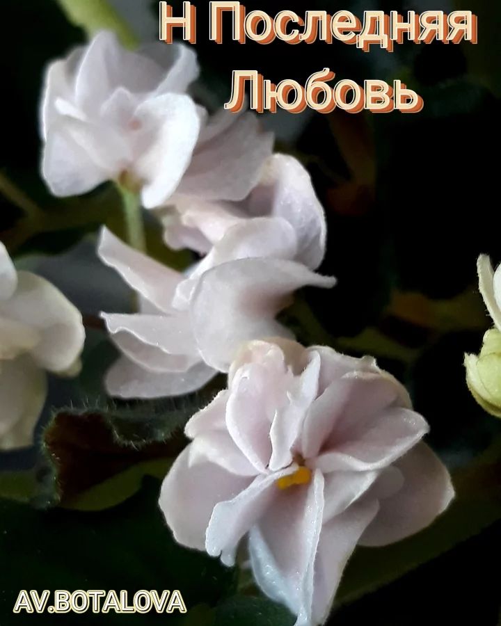 b4v__beautifully в LOOKY — #фиалка#узамбарская#сортовая