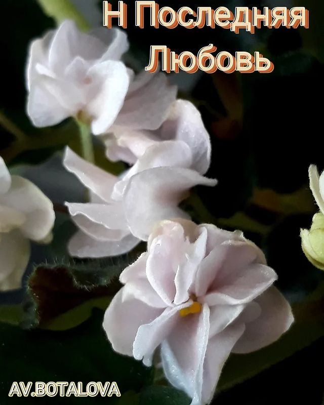b4v__beautifully в LOOKY. #фиалка#узамбарская#сортовая. #фиалка#узамбарская#...