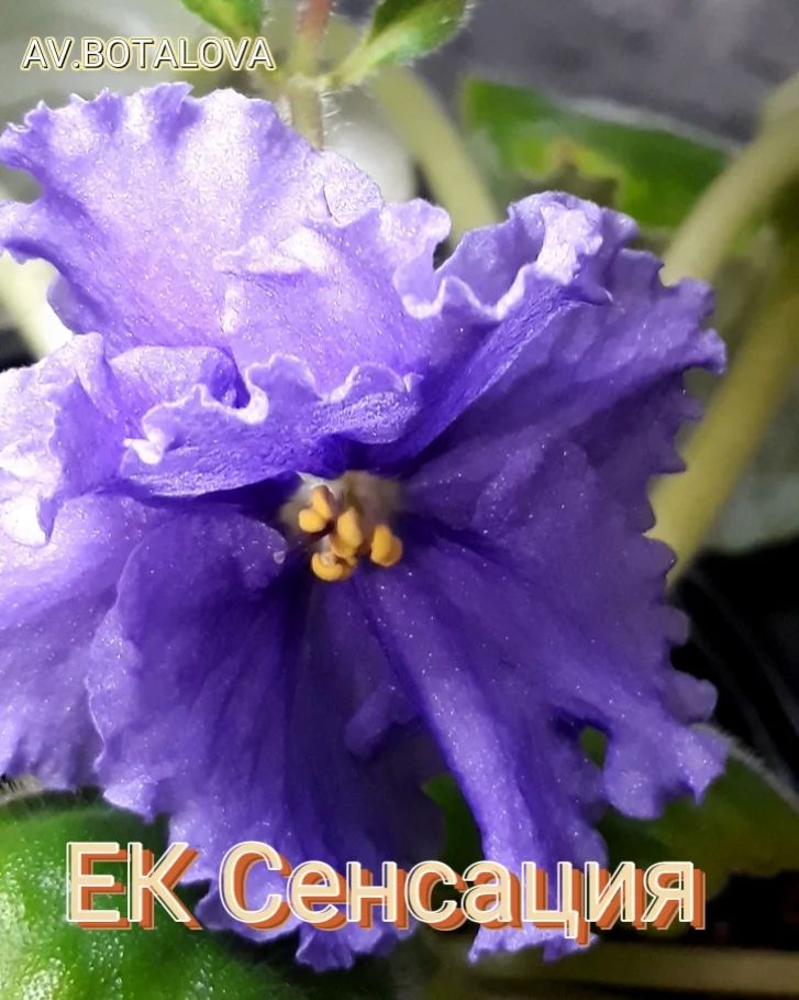 b4v__beautifully в LOOKY — #фиалка#узамбарская#сортовая