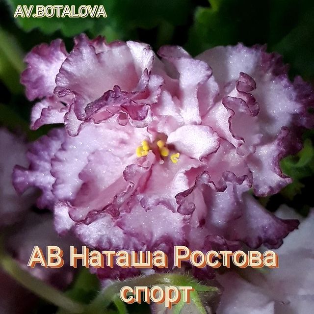 b4v__beautifully в LOOKY. #фиалка#узамбарская#сортовая. #фиалка#узамбарская#...
