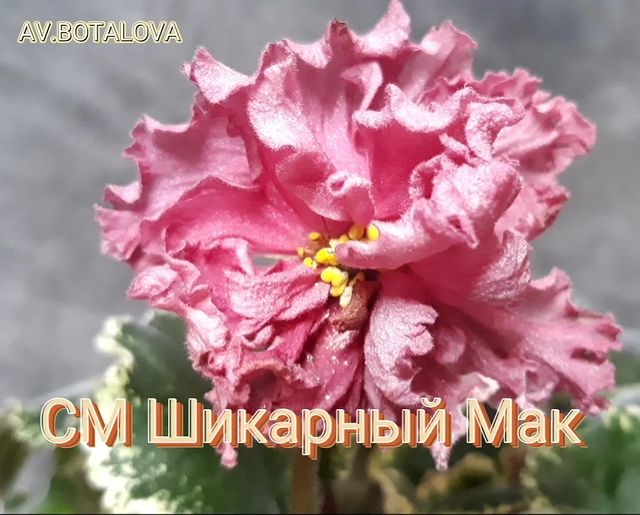 b4v__beautifully в LOOKY. #фиалка#узамбарская#сортовая. #фиалка#узамбарская#...