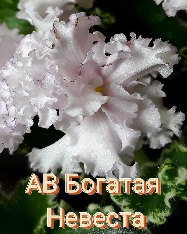 b4v__beautifully в LOOKY. #фиалка#узамбарская#сортовая. #фиалка#узамбарская#...