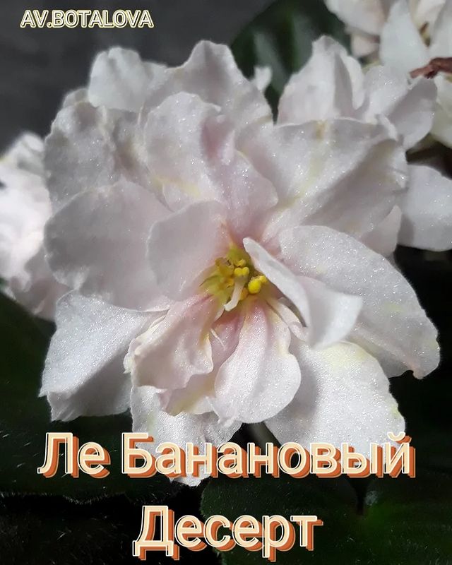 b4v__beautifully в LOOKY. #фиалка#узамбарская#сортовая. #фиалка#узамбарская#...