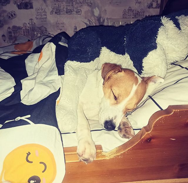 jessi_e_jackrussell в LOOKY. #джекионитакие🐕,#джекрассел. Сладких снов💫

#дже...
