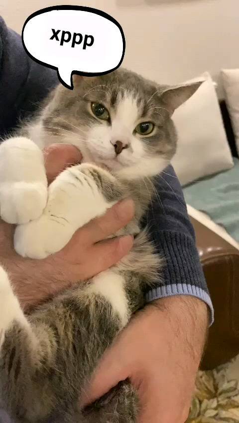 it.kotik в LOOKY. #коттихон,#кот,#кошки,#любимчик,#котограм,#котожизнь,#животные,#коть,#cat,#cats,#animals,#pets,#lackyman. #коттихон #кот #кошк...