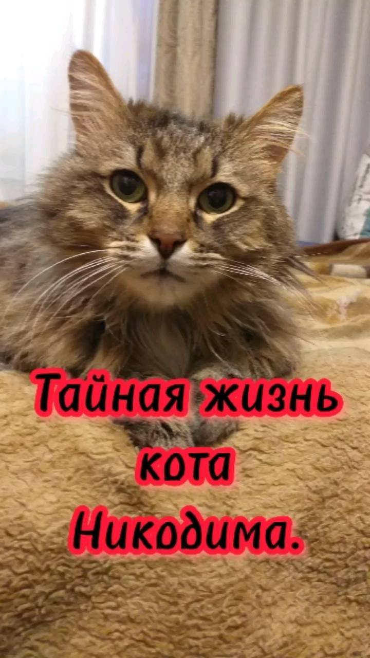 bukhvalovaevgeniia в LOOKY. . null