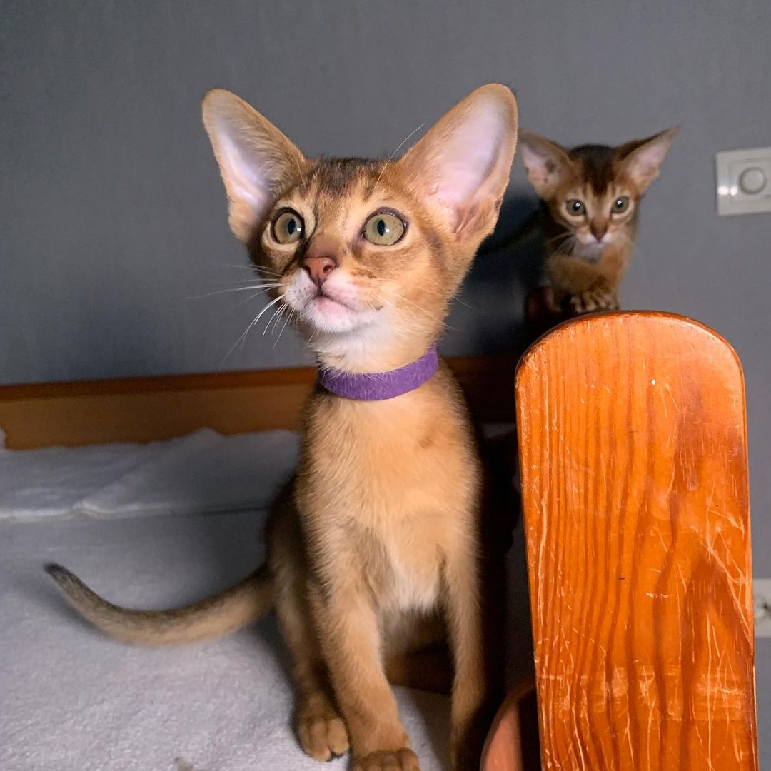 leo_minor_aby_cattery_cfa в LOOKY — фото 2