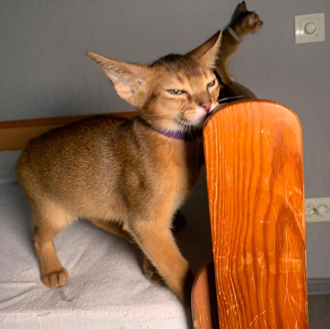leo_minor_aby_cattery_cfa в LOOKY — фото 3