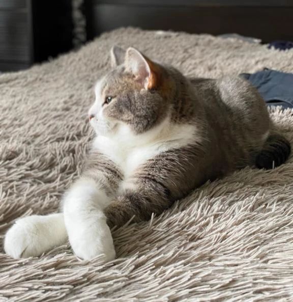 it.kotik в LOOKY. #тихон,#кот,#кошки,#жизнькота,#cat,#cats,#pets,#fluffy. Жизнь это активная ф...