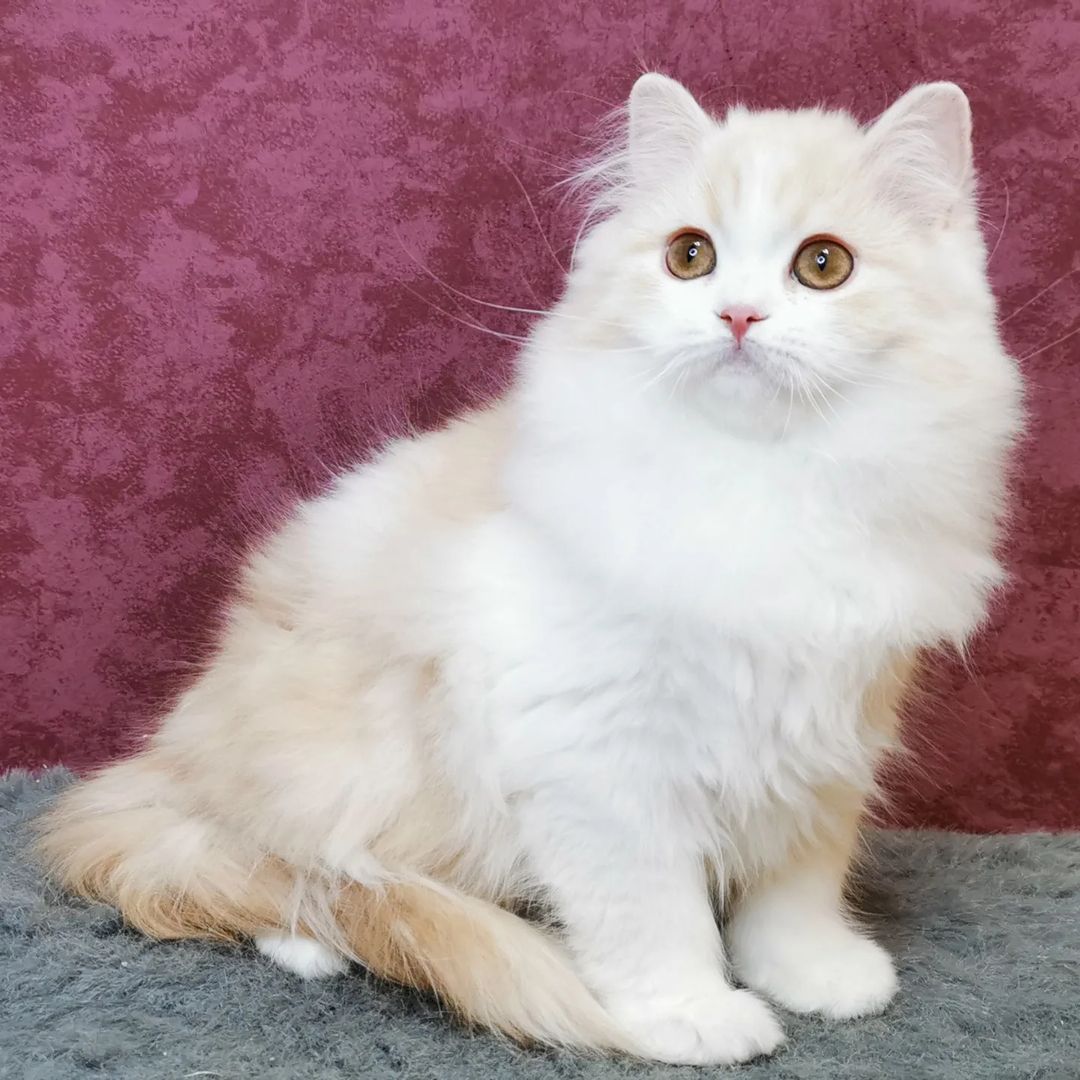 Вислоухие шотландские котята в LOOKY — фото 7