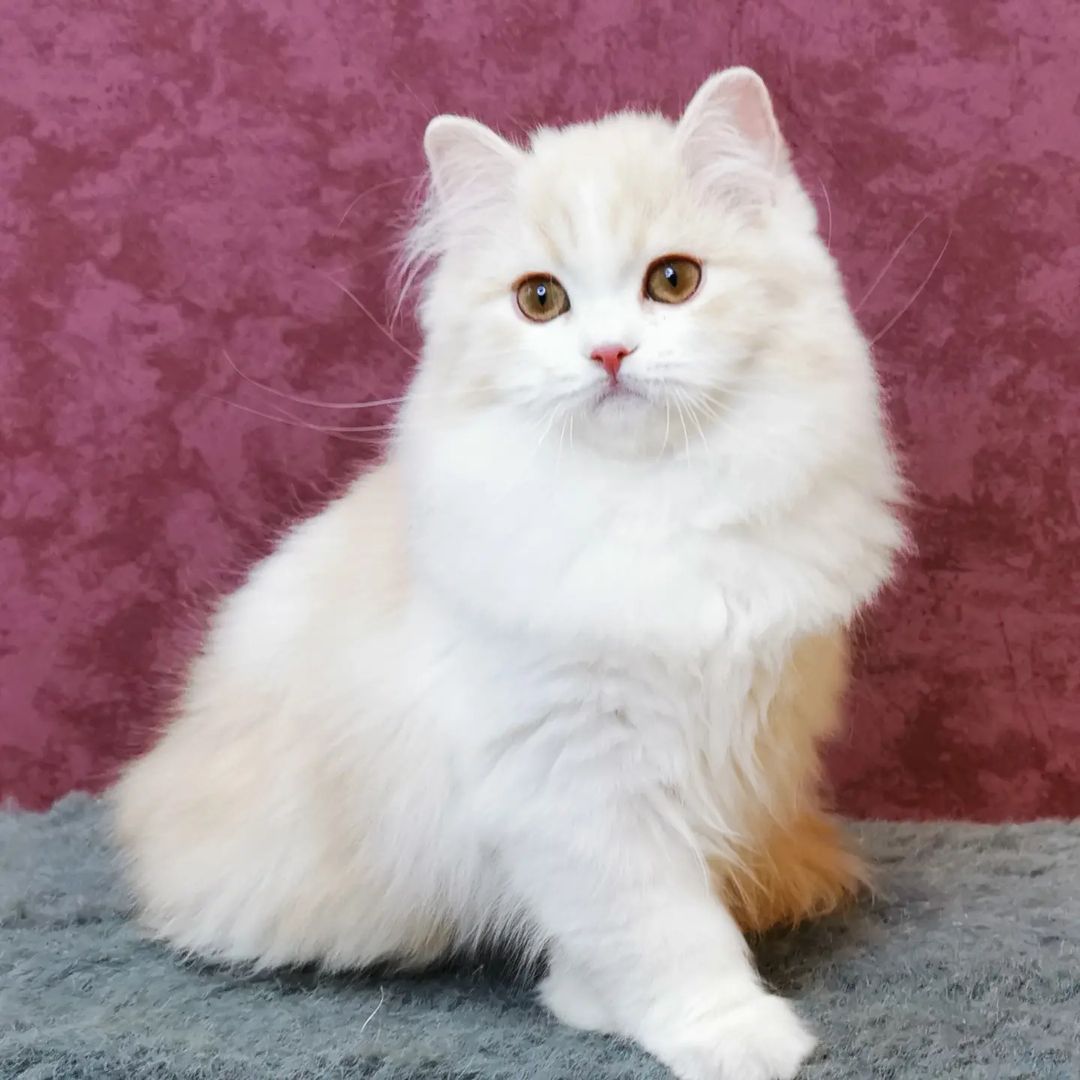 Вислоухие шотландские котята в LOOKY — фото 4
