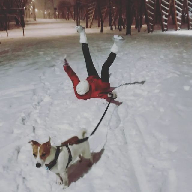jessi_e_jackrussell в LOOKY. #джекионитакие🐕,#джекрассел. Вчера вечером так за...