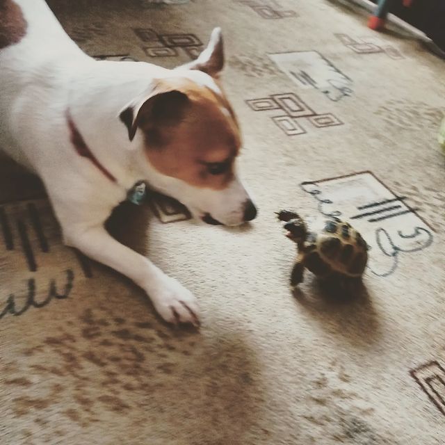 jessi_e_jackrussell в LOOKY. #джекионитакие🐕,#джекрасселтерьер,#jekrassell. Вот это батл! 

Чере...