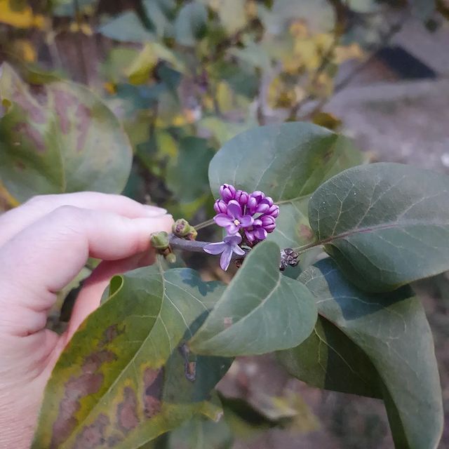 mama_dohki.detckai_odegda в LOOKY. . Декабрь в сочи. Сире...