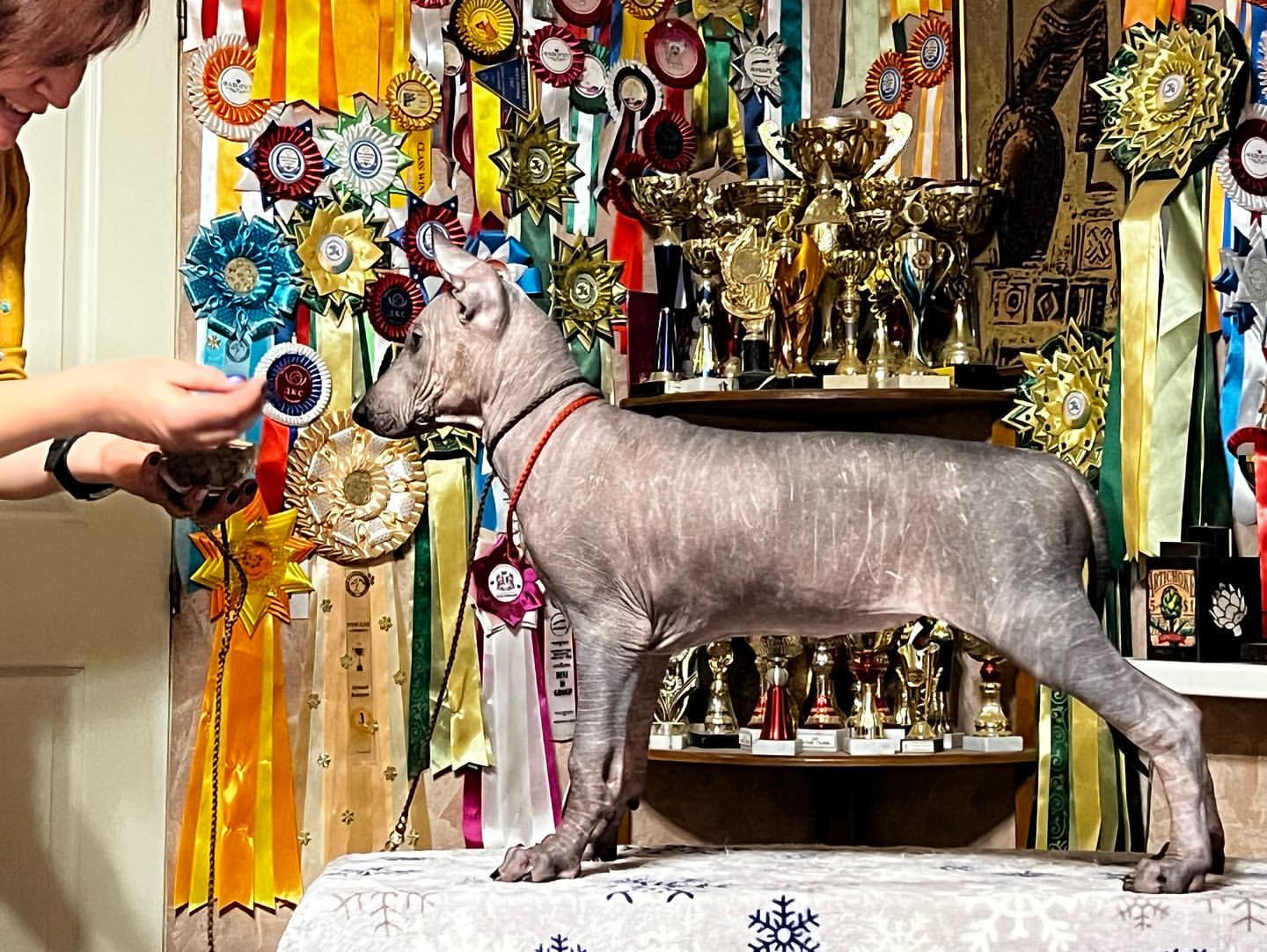 wonderland_itar_kennel в LOOKY — фото 6
