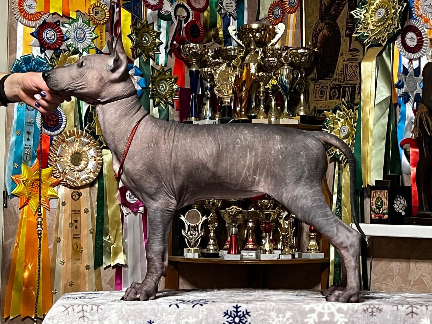 wonderland_itar_kennel в LOOKY — фото 7