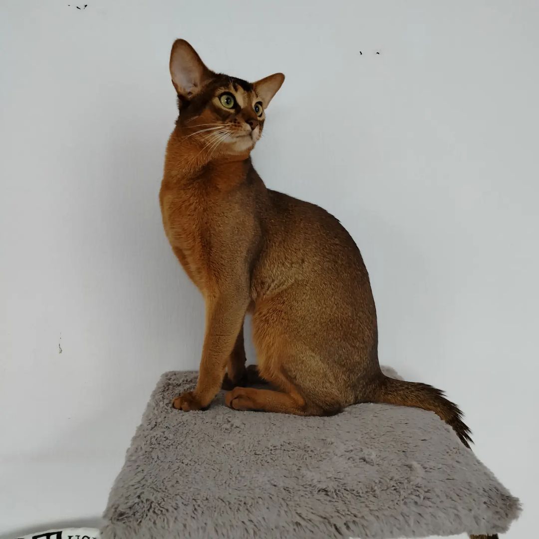 abyssiniancats_dreamariz в LOOKY — фото 2