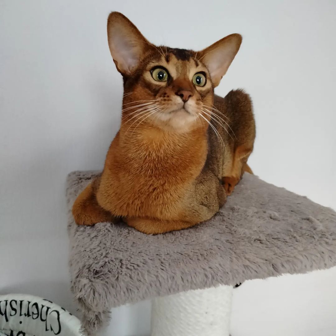 abyssiniancats_dreamariz в LOOKY — фото 3