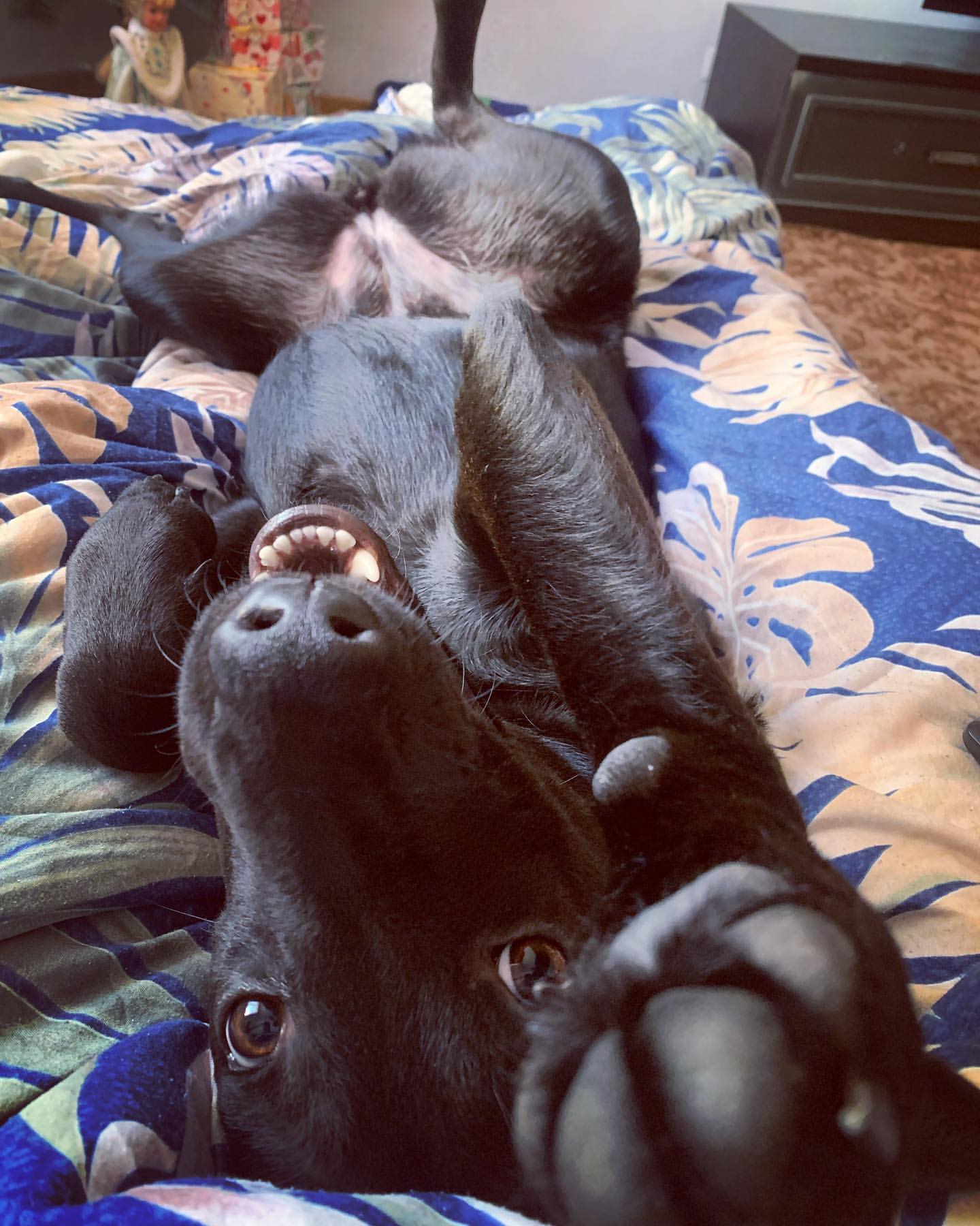 stasss_ka в LOOKY. . Хорошего дня 🐶☺️😻