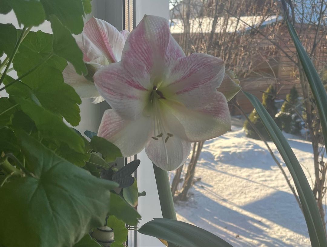 gipsophyla в LOOKY — фото 3