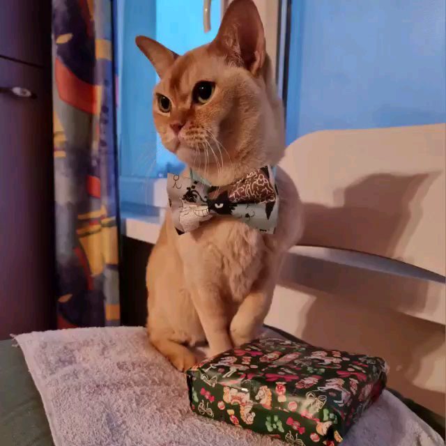 keks.tanya в LOOKY. #новогодниеподарки#скороновыйгод#natale#regalidinatale#gatti#gattirossi#cats#catsofinstagram#catslovers#burma#keksburma#burmesered#burmesecat#redcats#кексбурма#краснаябурма#бурманскийкот#любимыйкот#домашниепитомцы#рыжийкот#. Декабрь - это месяц ...