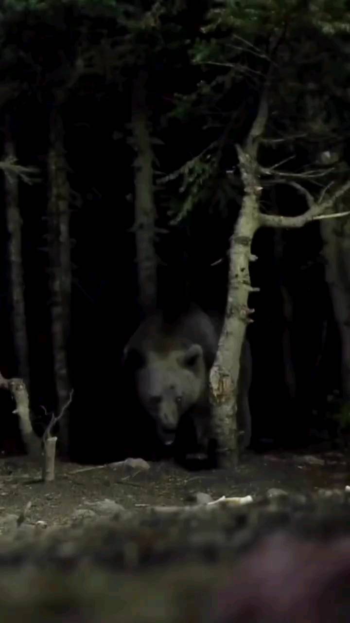 dino_selimi в LOOKY. #bear,#night,#nightlife,#watching,#big. #bear #night #nightl...