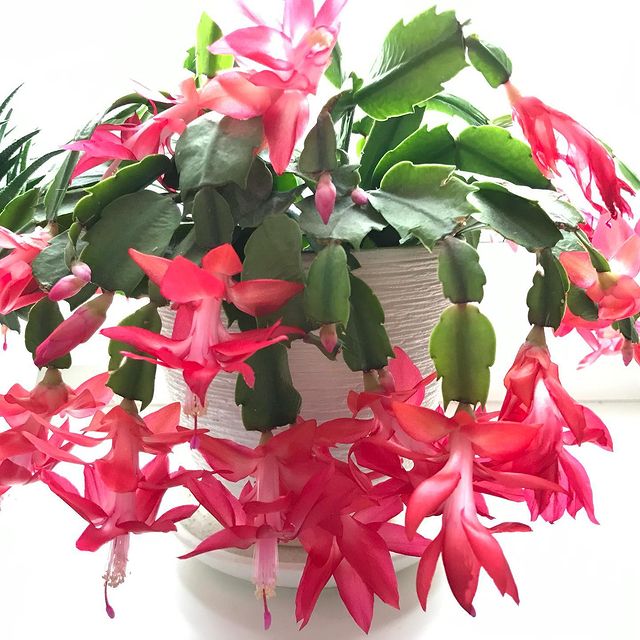 iulianatsibulskaia в LOOKY. . 🌺 Мой красавчик-дек...