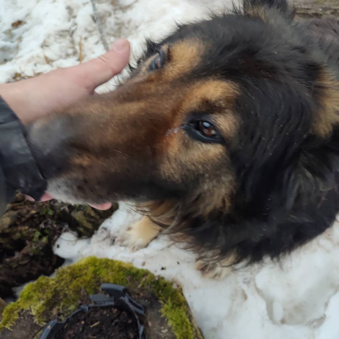 sukhovvladimir2 в LOOKY. #dog. #dog