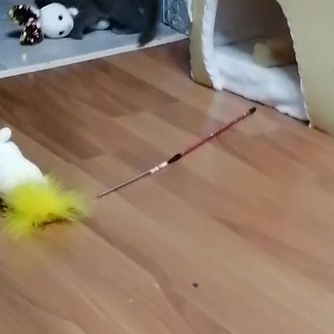 nastusha19.12 в LOOKY. . Без кота и жизнь не ...