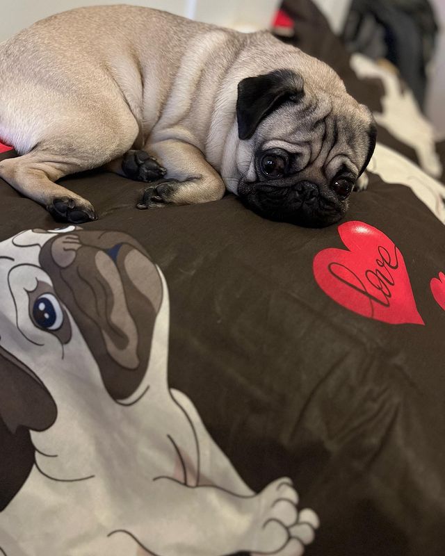 alethepug в LOOKY. . Обновил постельное б...